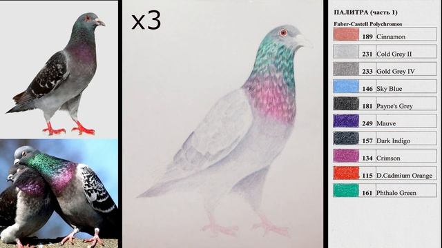 ГОЛУБЬ ?✔ Как нарисовать птицу цветными карандашами (переливающиеся перья) / HowToDraw A Pigeon