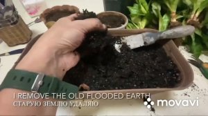 Как реанимировать Сансевиерию?