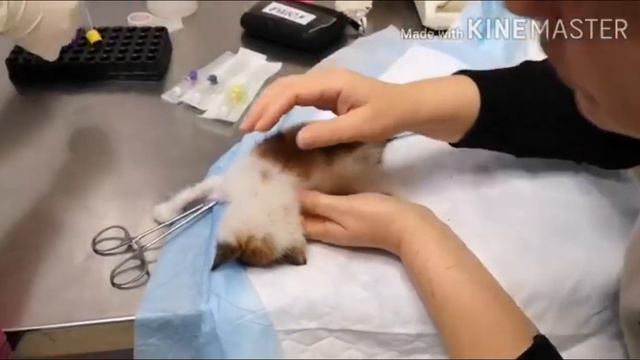 Спасение котенка (часть 2) смотреть онлайн
