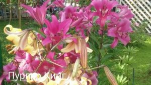 Лилии ОТ-гибриды: Big brother, Robert Swanson, Пурпур Кинг, Фризо Буги-вуги.