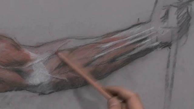 Anatomy: The Arm and Hand (DVD Excerpts) смотреть онлайн