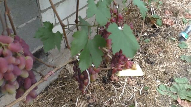 Виноград Беларуси . Юрий Стражев.