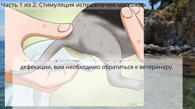 Стимулировать испражнение Как у новорожденного котенка смотреть онлайн
