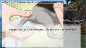 Стимулировать испражнение Как у новорожденного котенка