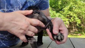 щенок французского бульдога. Стрижка когтей