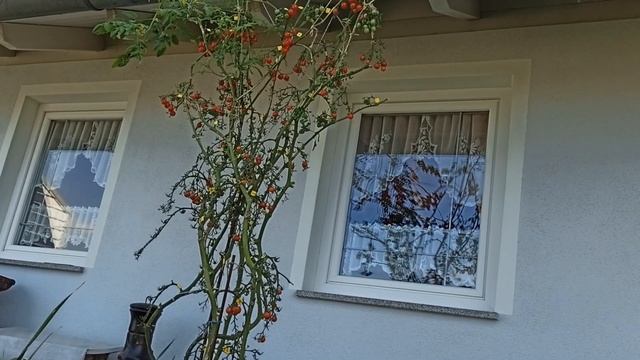 Рекорд! 1300 томатов с одного куста! смотреть онлайн