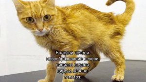 Кошка не ест и не пьет, постоянно лежит
