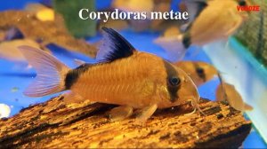 Аквариумные Сомики Коридорасы. ТОП 15 ВИДОВ