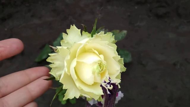 Роза лимонад, первое цветение??? смотреть онлайн
