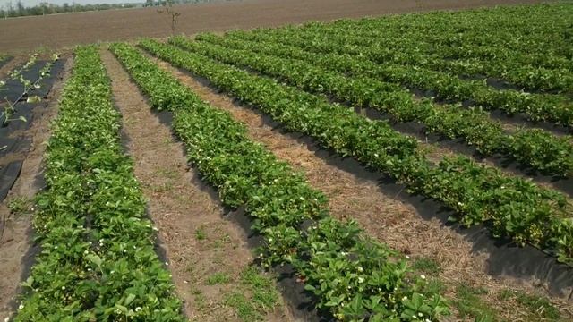 Стройка Хиты