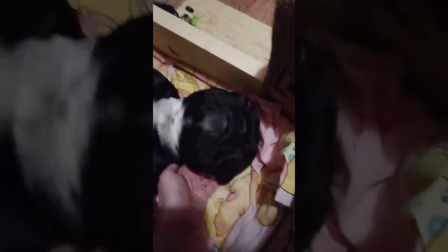 Французский бульдог, перед родами. смотреть онлайн