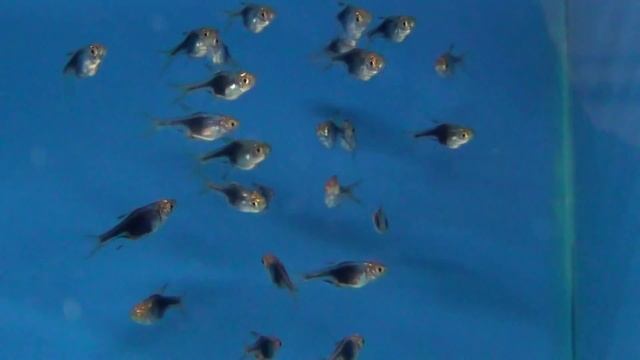 Purple Harlequin Rasbora - Trigonostigma heteromorpha смотреть онлайн