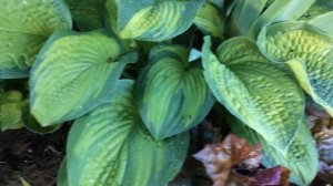 Хосты в моём саду Часть 2 Обзор