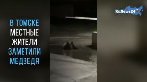В Томске местные жители заметили медведя