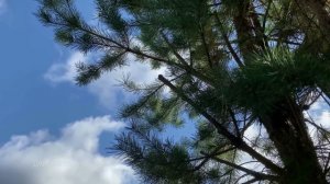 Марина. Аудио рассказ