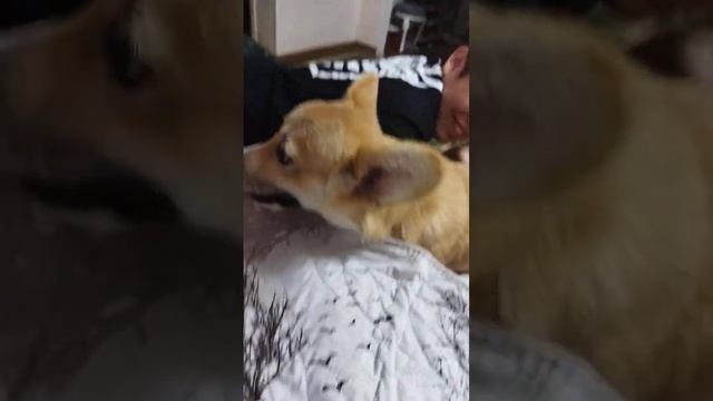 КОРГИ. игры перед сном смотреть онлайн