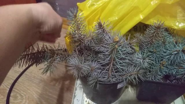 Обзор черенков роз и голубой ели.Неудачное укоренение. #укоренение,#неудачноеукоренение. смотреть онлайн