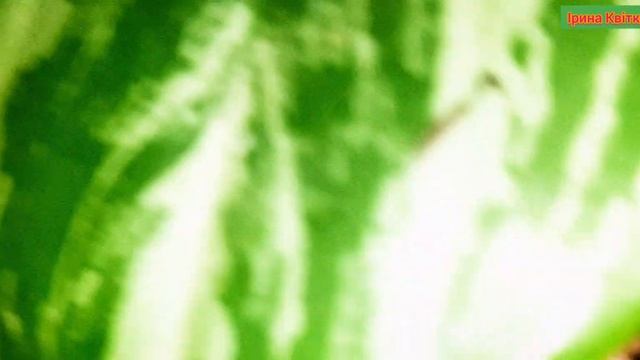 АГЛАОНЕМА ДОГЛЯД РОЗМНОЖЕННЯ ПОЛИВ АГЛАШ смотреть онлайн