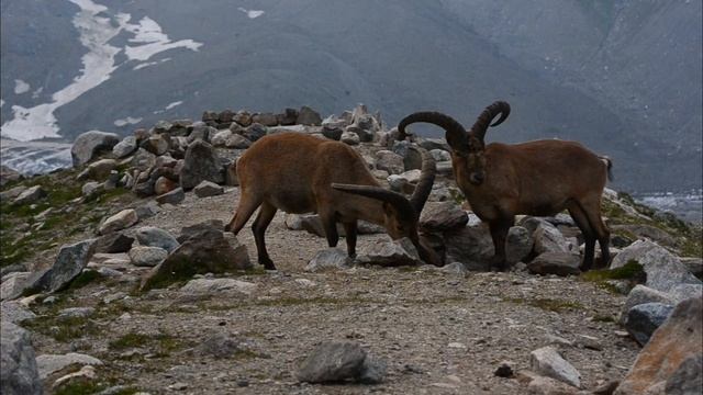 В мире животных.