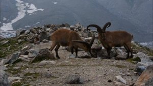 В мире животных.