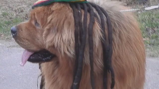 НЯШКА! Тибетский мастиф ЧИМЕТ.Tibetan mastiff.الدرواس التبت Odessa. смотреть онлайн