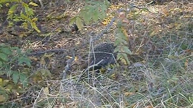 ежик осенью смотреть онлайн