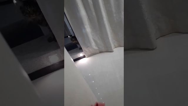 Йоркширский терьер Боня кот мейн-кун Тайсон! Вытворяют кто что может🤣 смотреть онлайн