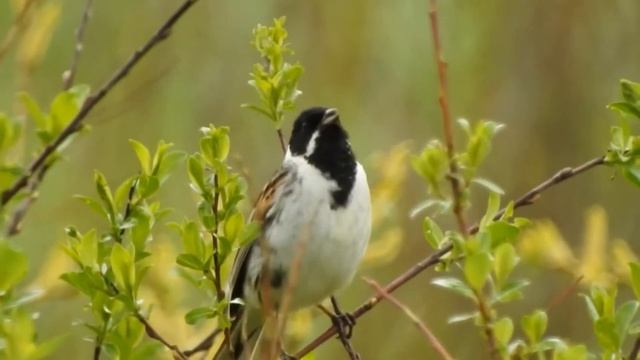 Перелётные птицы России ? смотреть онлайн