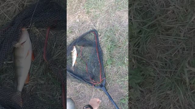 Ловля окуня на вертушку с сыном! Окунь на вертушку от MYRON TONI смотреть онлайн