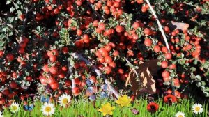 Кизильник горизонтальный ? Обзор: посадка и уход. саженцы, крупномеры: описание и особенности