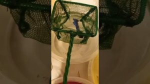 Как лечить рыбу от водянки и от плавниковой гнили