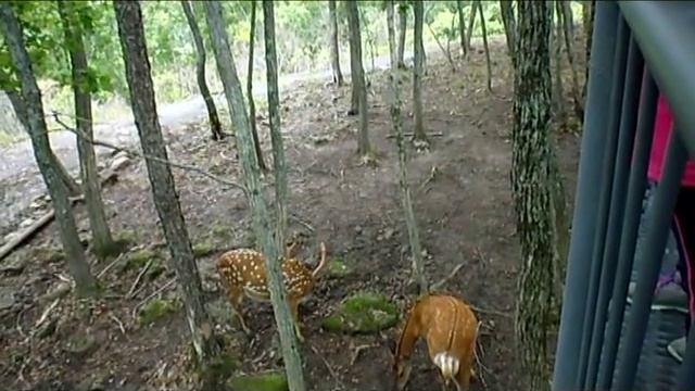 Приморский край. Сафари-парк: олени, изюбры смотреть онлайн