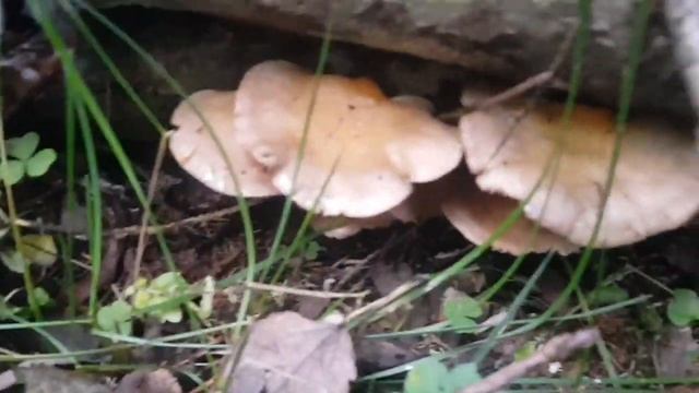 Вешенка устричная и вешенка зеленая . Сезон древесных грибов ноябрь 2023 смотреть онлайн