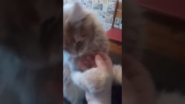 Жадный котёнок Мейн Кун смотреть онлайн