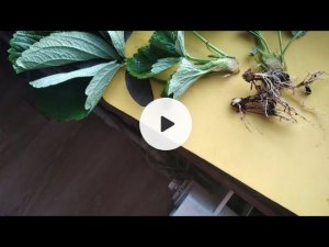 Причина увядания куста клубники Фитофтороз,  Вертицилёз, Фузариоз, Антракноз или вирусное!