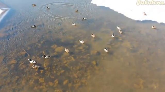 С Вербным Воскресением! смотреть онлайн