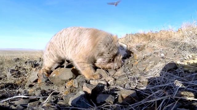 Манул - просто кошка или степной хищник. Интересные факты о Мануле. Палласов кот смотреть онлайн