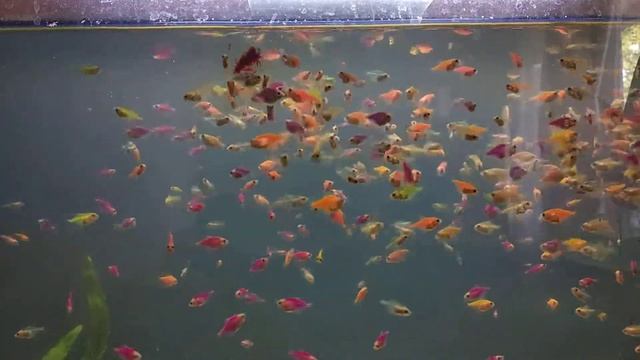 Бешенная стая тернеции Glofish глофиш поедает мотыля словно пираньи