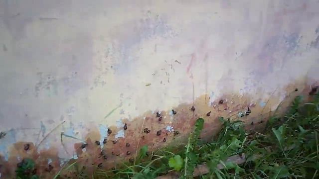 Нашествие улиток смотреть онлайн