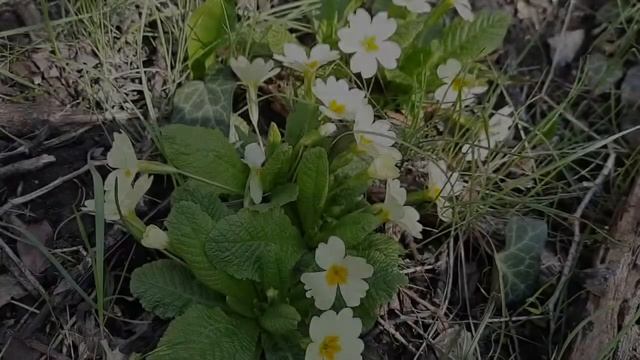 Крым. Цветы Ядовидо и Первоцвет (Примула). 06.04.2021 г.