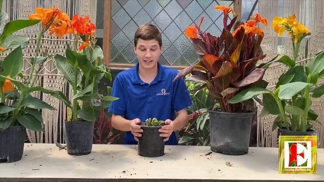 Canna Lily Care! смотреть онлайн