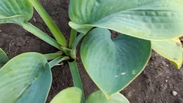 #хоста #реверс #Элеганс / Хоста Зибольда Элеганс(лат. hosta Elegans), реверс хосты Фрэнсис Вильямс смотреть онлайн