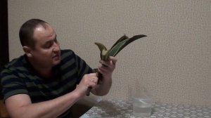 Сансевиерия- восстановление корневой системы.