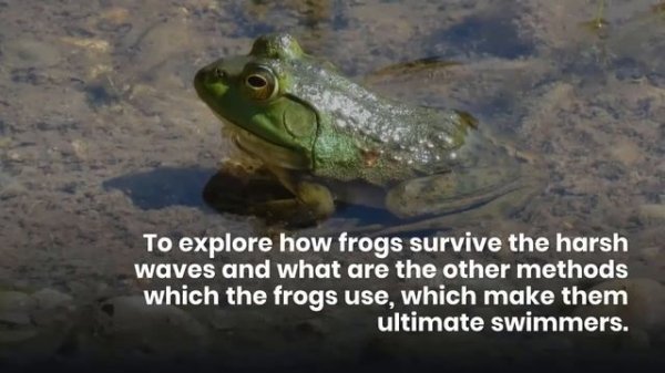 Can frog swim || Can frogs swim underwater? || Can frogs swim in water?