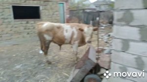 выздоровления бычки или что делать если бычок переел дробленки