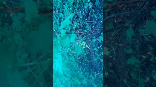 Дикая ягода смотреть онлайн