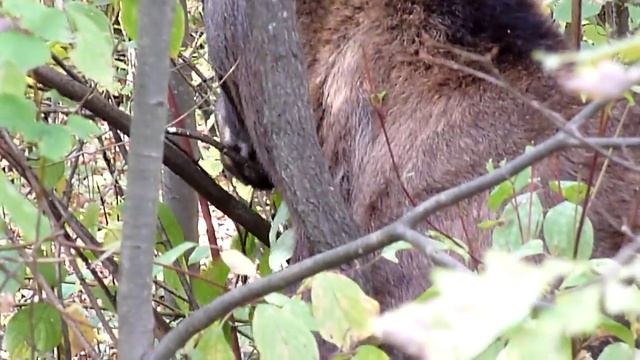 Лось ест ветки смотреть онлайн
