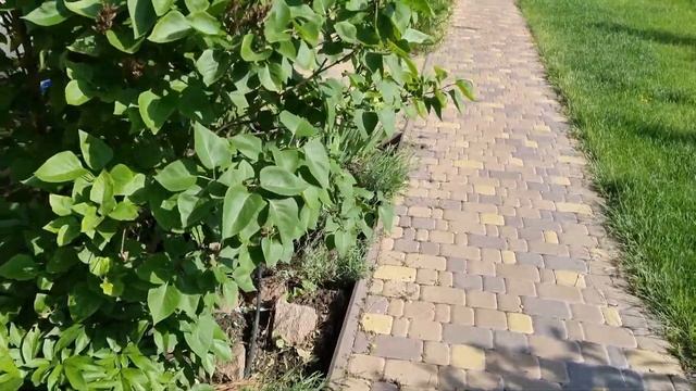 Мои клумбы. Хосты, Флоксы - деление, посадка. Хроники 01.06.2022г. 98й день. смотреть онлайн