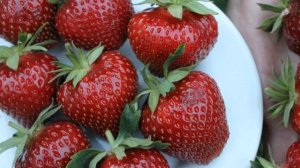 КЛУБНИКА. Лучшие сорта клубники. Вкусная и урожайная садовая земляника.mp4