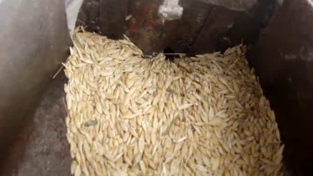 Домашняя зернодробилка перемалывает зерно на дерть без специальной обрабртки. смотреть онлайн